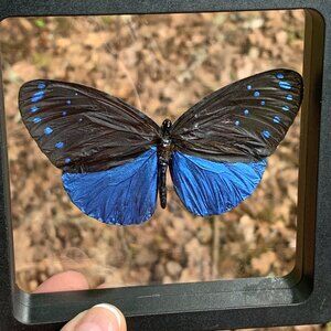 REAL Butterfly Specimen by Sugarlight